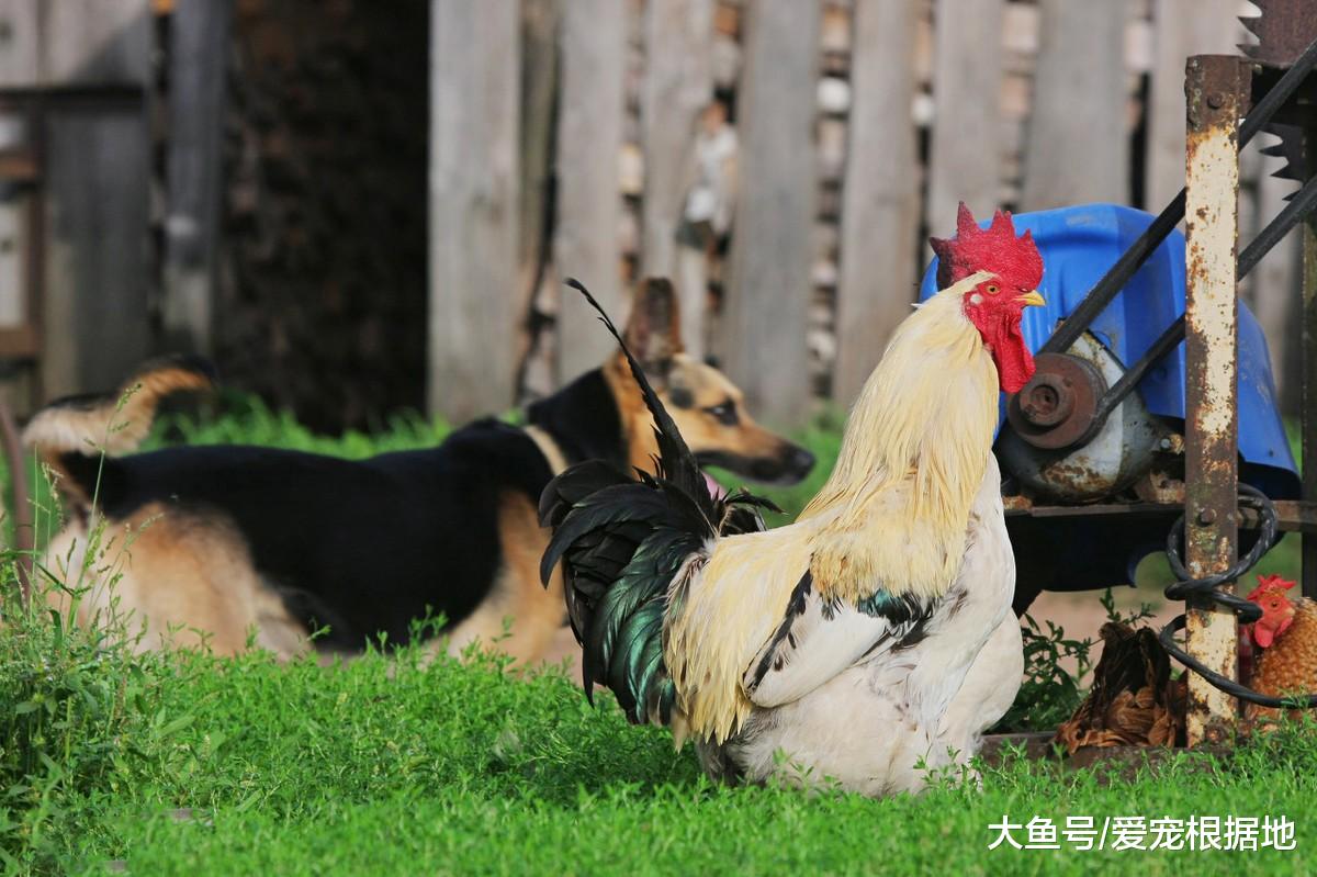 从没见过这么怂的狗子，狗粮被鸡霸占，它只能看着敢怒不敢言