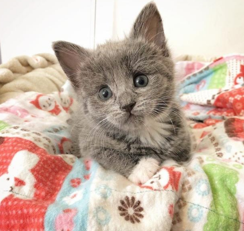 还没睁眼就生活在学校草丛中，被好心人发现时，它还紧紧抱着妹妹