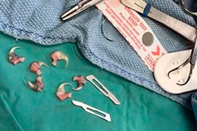 禁止除猫爪手术法案正式生效！给猫去爪究竟有多残忍？剁手试试