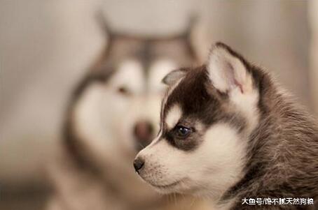 如何挑选一只“健康活泼”的哈士奇？很简单记住这几点就行！