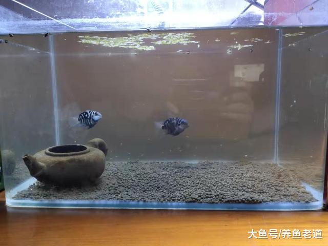 纯自然方法饲养观赏鱼，过滤系统饲养观赏鱼，这两个方法哪个好？