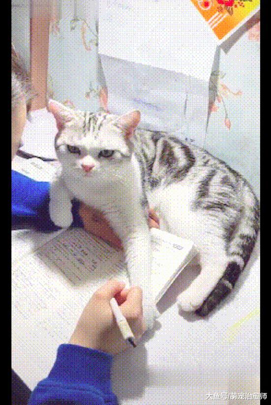 女儿正在写作业，家里的猫咪就趴在书本上看她：确定不来撸猫吗？