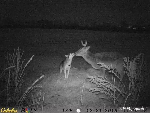 哈士奇莫名失踪，回来后主人查看相机才发现它竟交了个神奇的朋友