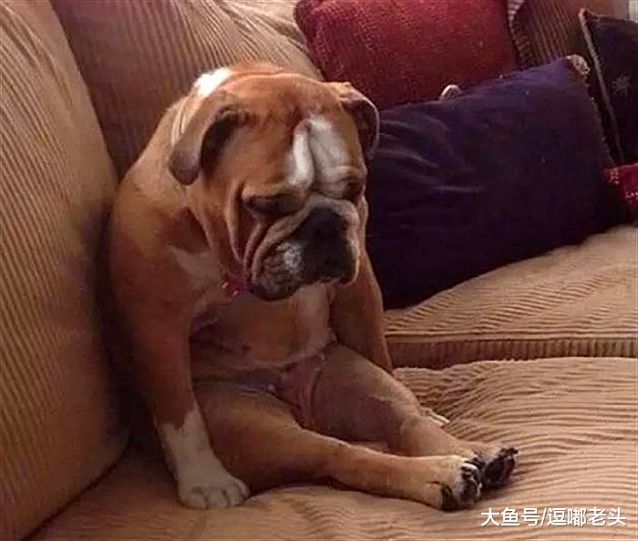 狗子拆了家，铲屎官们一气之下出绝招，看看他们的惩狗妙法