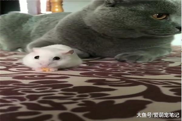 網友送了只倉鼠給英短藍貓，它卻把倉鼠當“寵物”，貓：養肥再吃