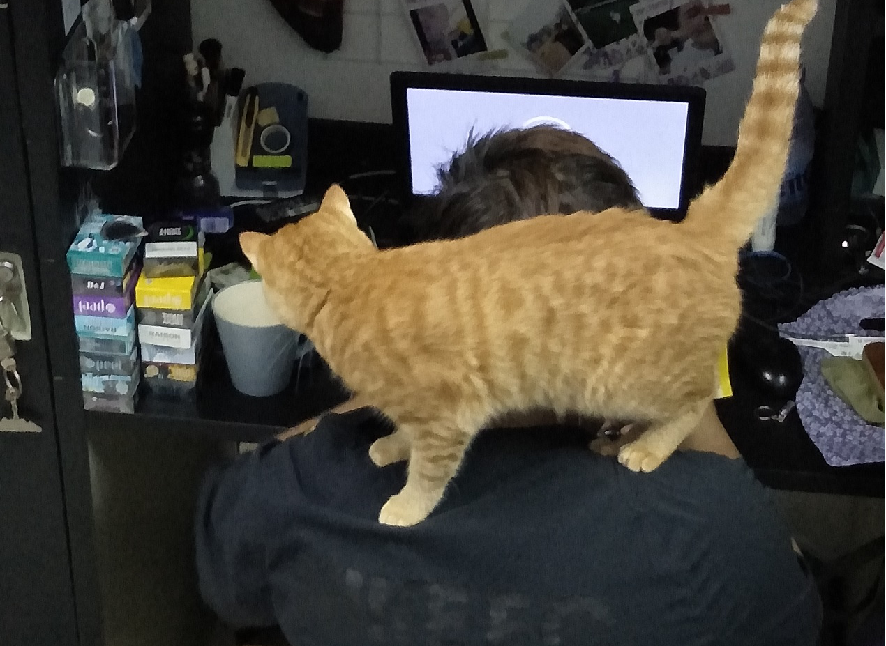 好奇猫咪爱冒险，哪里有未知，哪里就有它的脚步！