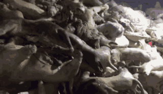 你嘴里的猫狗肉究竟从何而来？