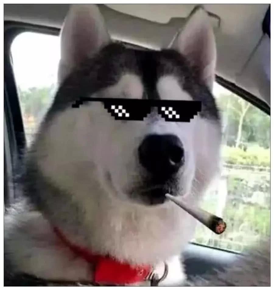 還記得咬碎汽車操作桿的二哈嗎？它當時表情，讓主人至今懷恨在心