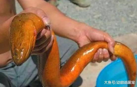 世界上几种最大的生物，黄鳝长1.5米，15米的螃蟹非常的诡异