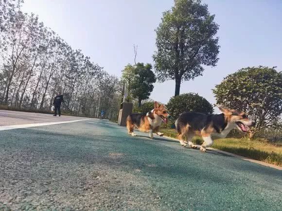 铲屎官棒打鸳鸯，阻止柯基“谈恋爱”，只因为它太小了。