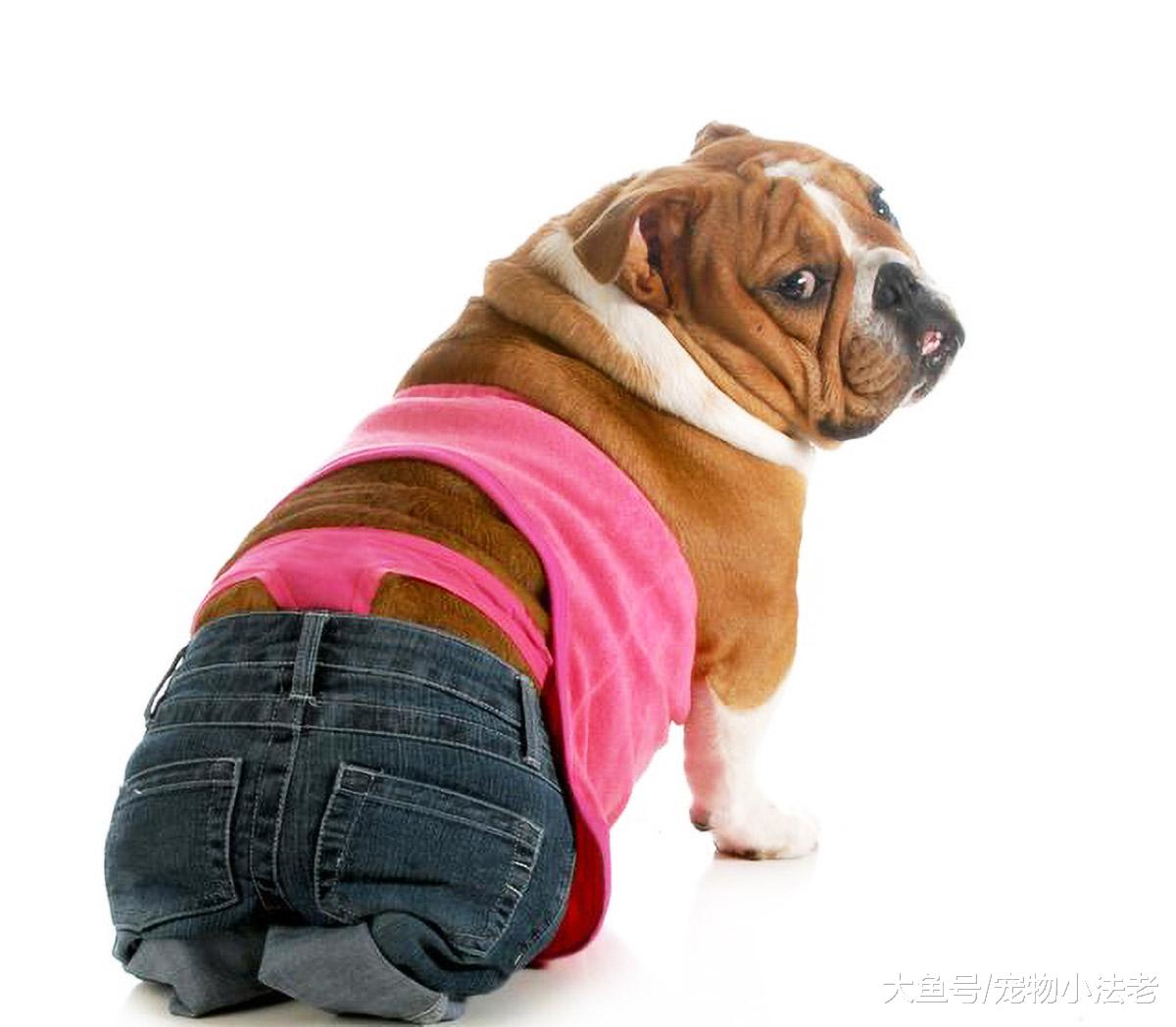 很多人都认为，帮狗妈妈做产检，完全就是浪费钱？真的是这样吗！