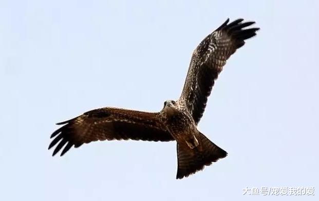 趁老鹰不注意，男子把它的蛋换成鸡蛋，孵化后老鹰反应绝了