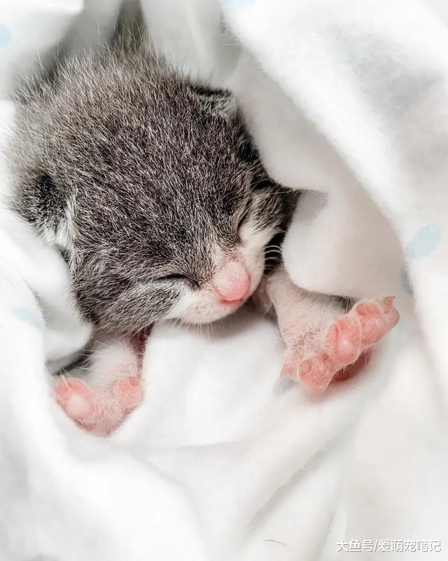 3只狗狗学着主人“照顾”小猫，还主动当起了保镖，喵生真的甜蜜