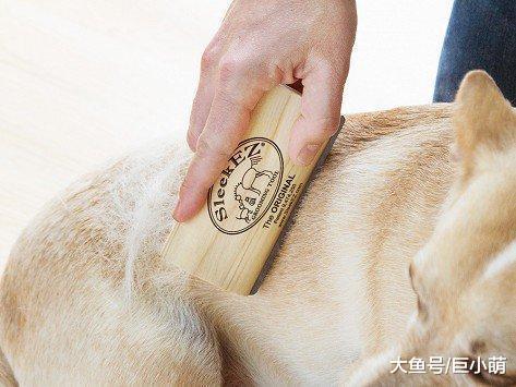 五个减少狗狗皮屑的方法，有些人过敏的不是毛发，而是狗狗的皮屑