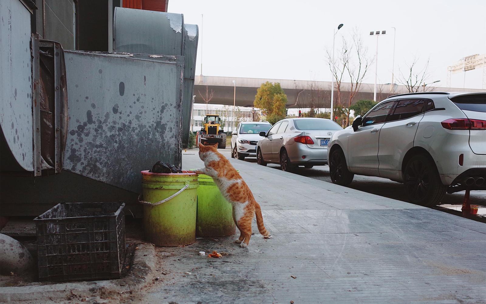 收养两只流浪猫，性格行为如此迥异，主人教不好无奈只能关笼子