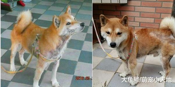 牵绳被小黑汪咬走, 柴犬以1比5的劣势淡定留原地: 你们还太嫩