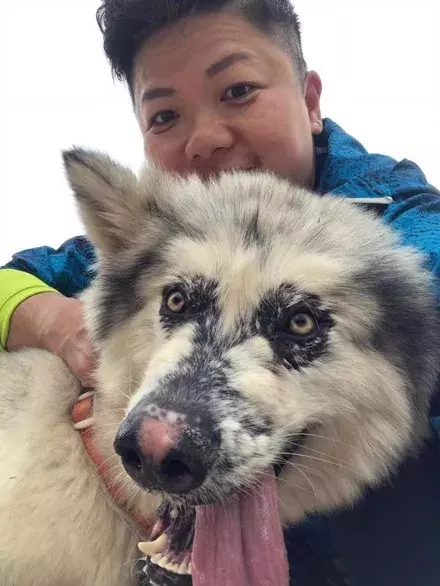 憤怒！超美雪橇犬兩度遇上無良主人，面目全非...