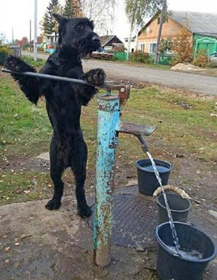 狗狗下田耕地！每天工作5小时，只为照顾残疾主人