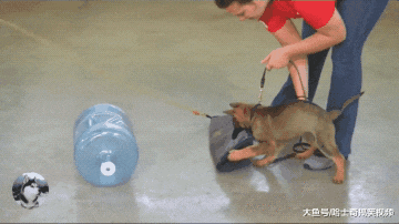 德牧才两个多月大，就参加了警犬训练，混口饭吃真不容易啊