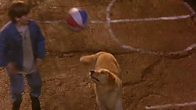 追忆童年, 有狗狗陪伴成长