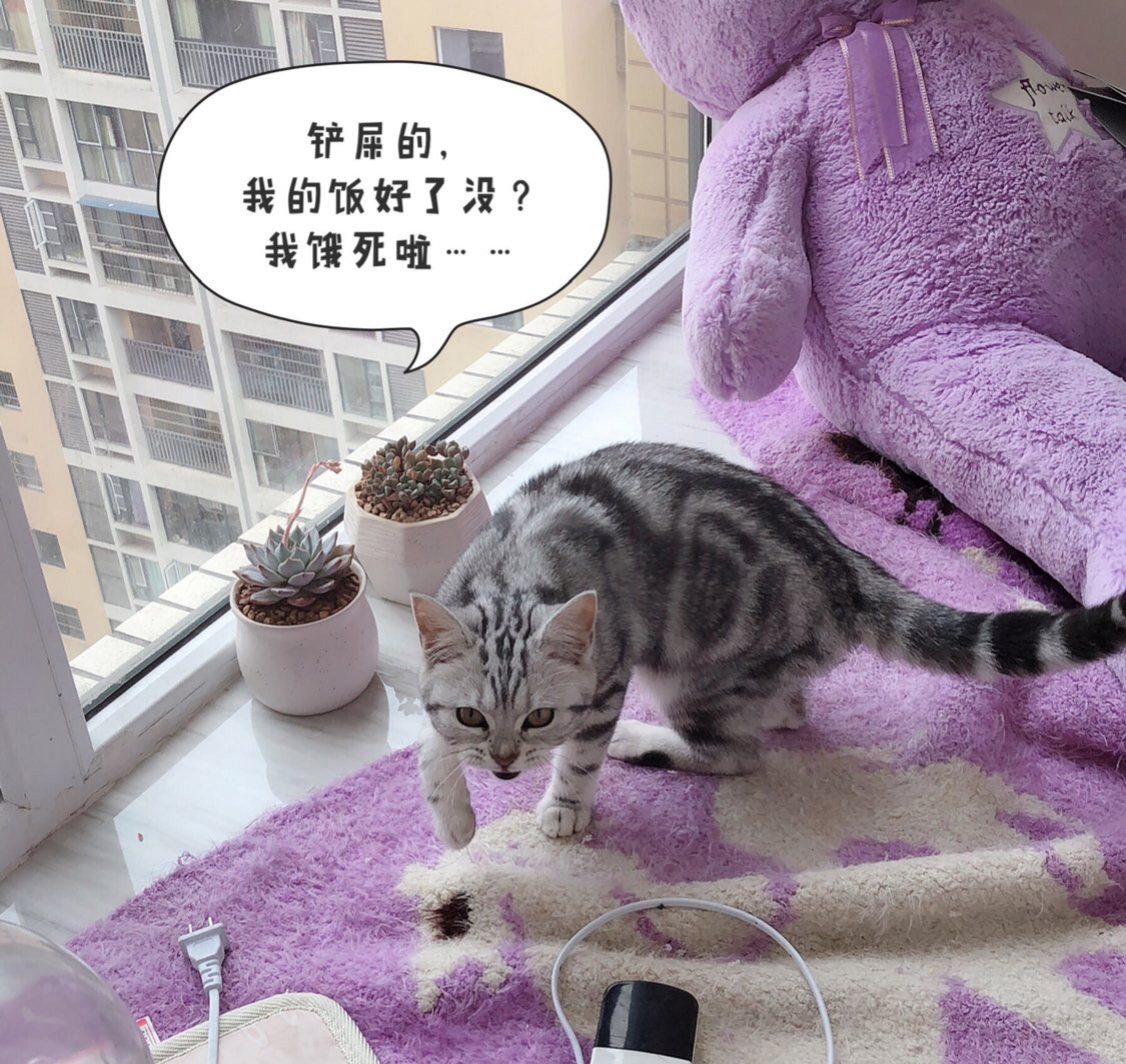 网友说他家的猫咪凶得很！就是奶凶奶凶的，这模样要萌死人了……