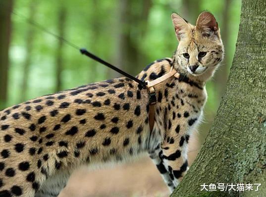 最具野性美的猫科动物: 一只售价超30万, 进食却最没有耐心