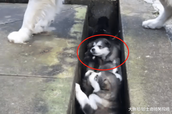 阿拉带孩子溜达, 却自顾自己玩, 回头发现它们全掉坑里了
