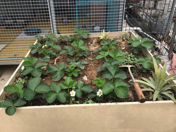 赛鸽百科：养鸽人在鸽舍有四个方面需要注意