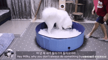 男子养了只大白狗，还给它做了个“冰窝”，结果舍不得出来了