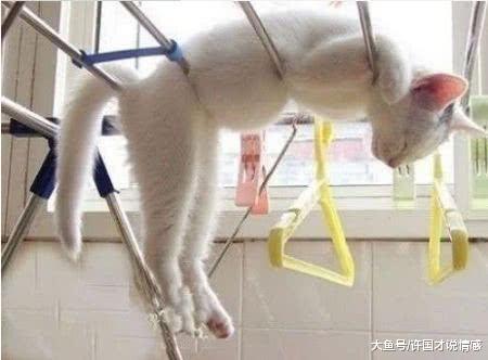 将喵咪锁在家中，下班回来看到这画面，主人：你是要当体操运动吗