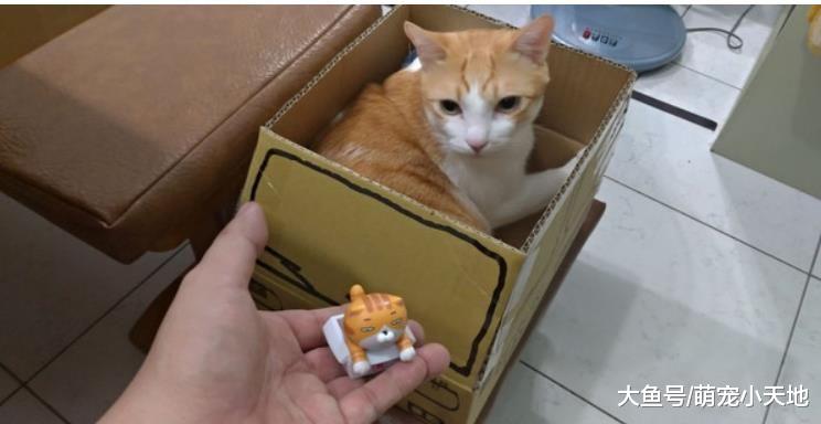 压到脚脚了，好痛！肌肉喵皱眉推开哥哥，浮夸脸笑翻人