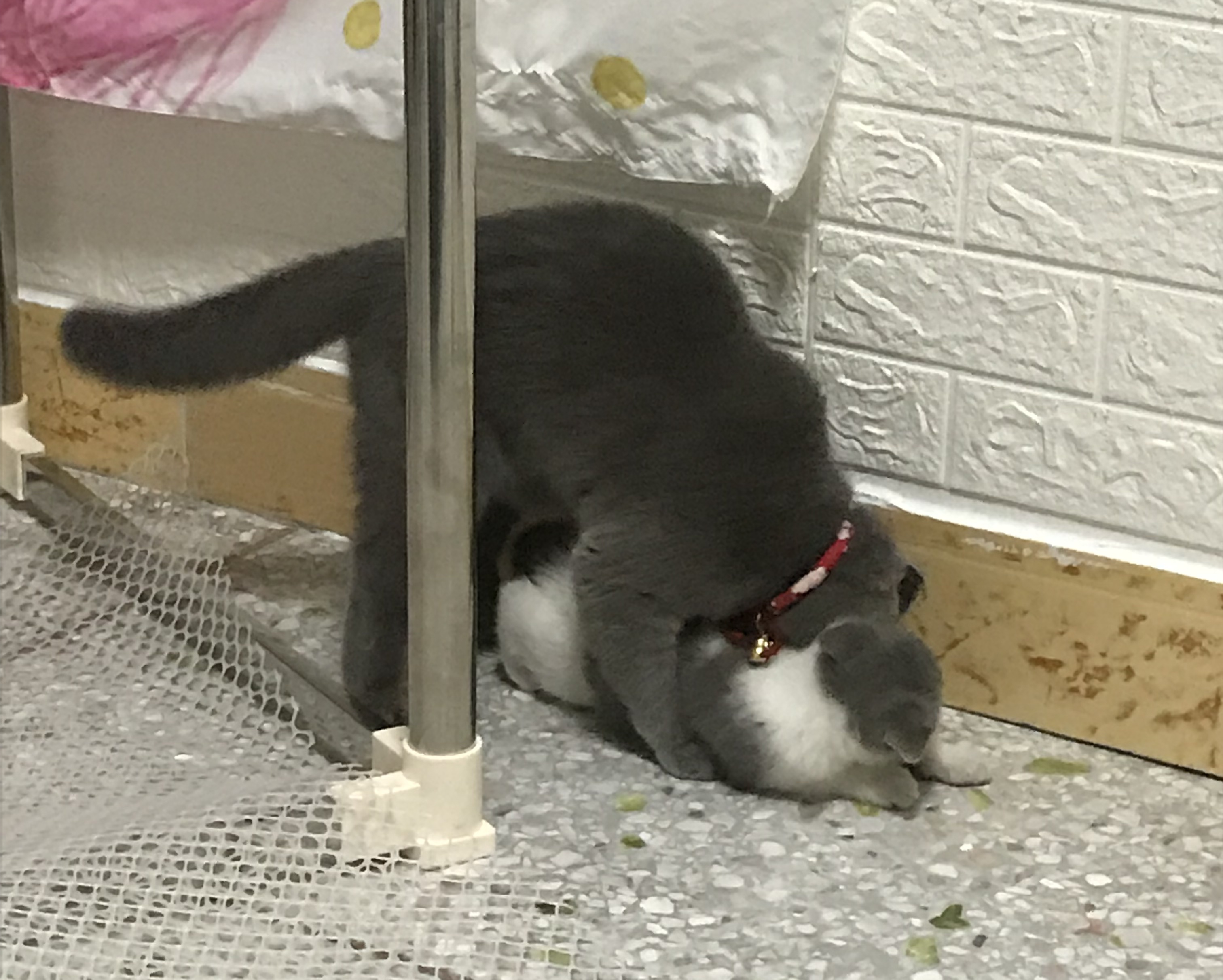 白猫挑衅黑猫，还没开始欺负，就被黑猫反压在身下了