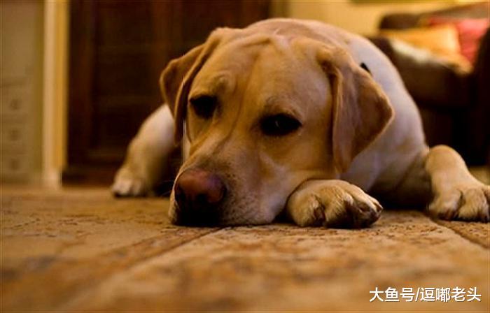 根据磨牙棒产品特性，为狗狗挑选合适的磨牙棒，弄清3点很重要