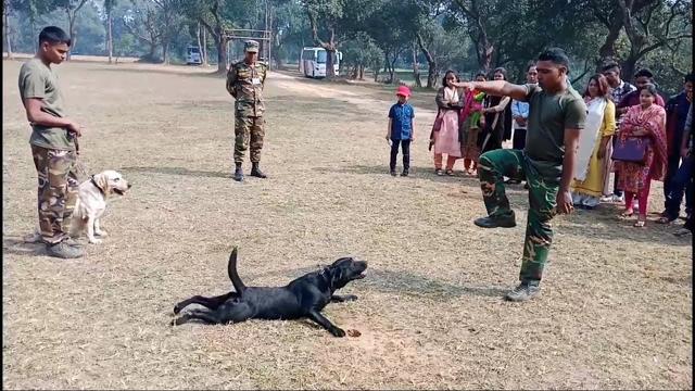 为什么建议用手势跟狗狗沟通？和口令相比，手势训狗有什么好处？