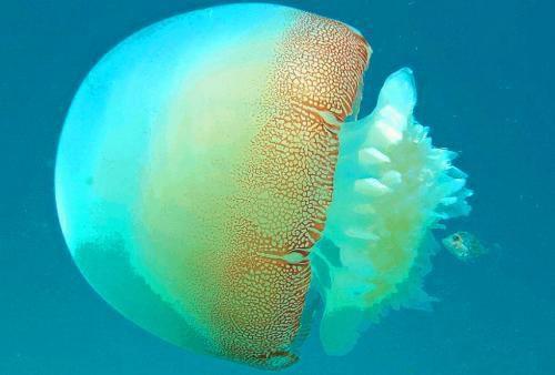 地球上5大最美水母，第一能无性繁殖，第五像一个煎蛋