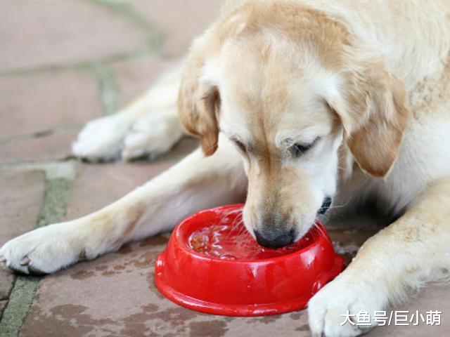 让狗狗健康度过夏天，其实很简单，注意以下4方面