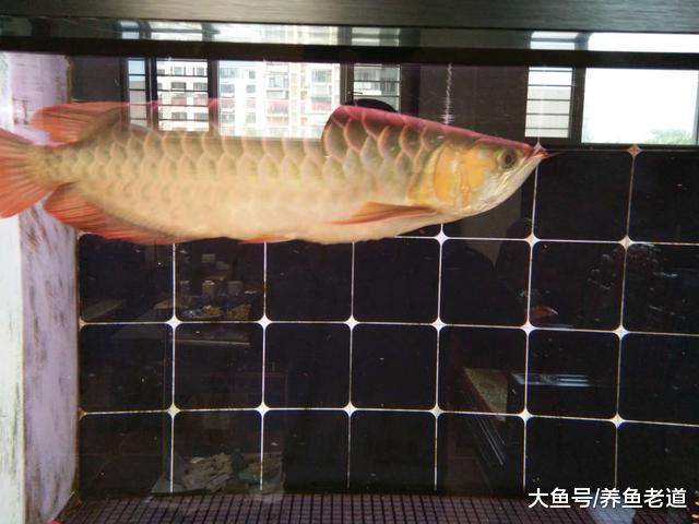 夏季高温谨防观赏鱼缺氧，我们可以通过以下方法应对