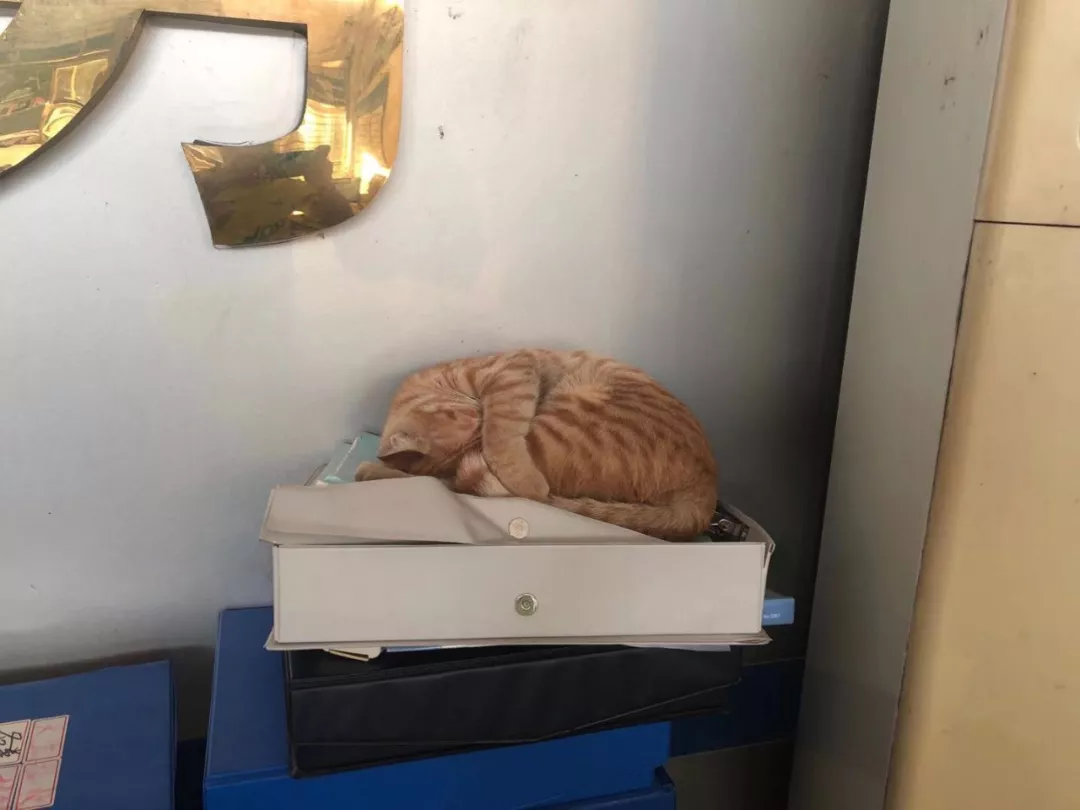 警局里来了一只小橘猫后，橘猫受到警察叔叔授权做治安员