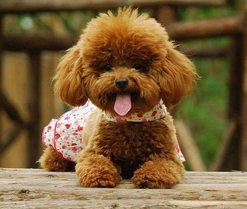 5個理由告訴你，為什么那么多人養泰迪犬？
