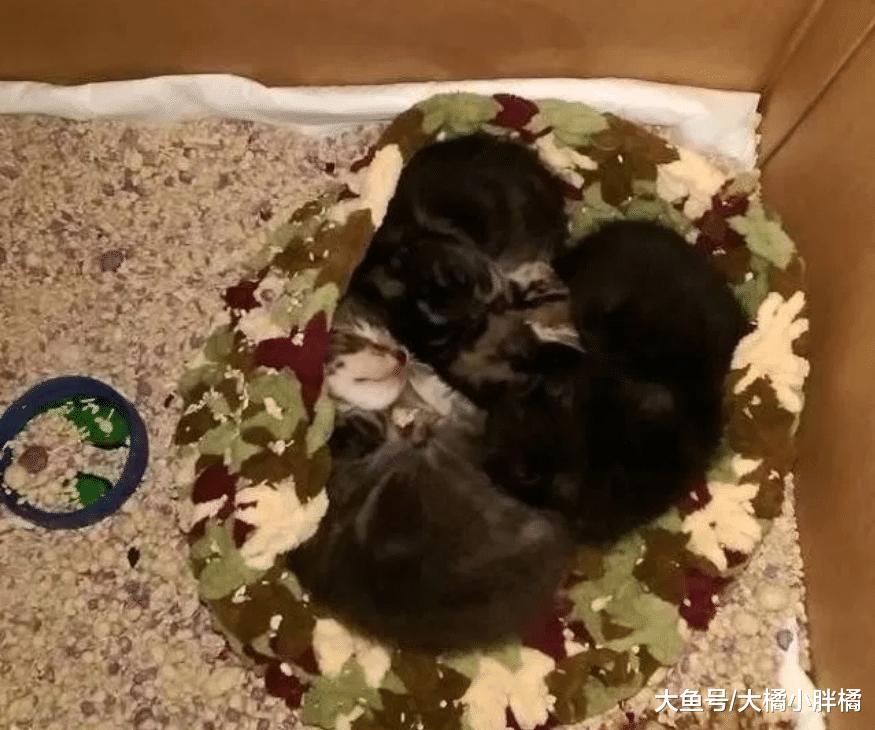 3只小猫咪掉进水沟里，小男孩用鱼兜捞出来，带回家得到奶奶表扬