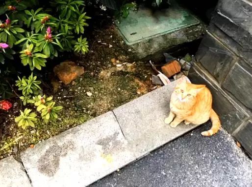 橘猫被弃养后，一直守在楼下，年复一年的等主人回心转意