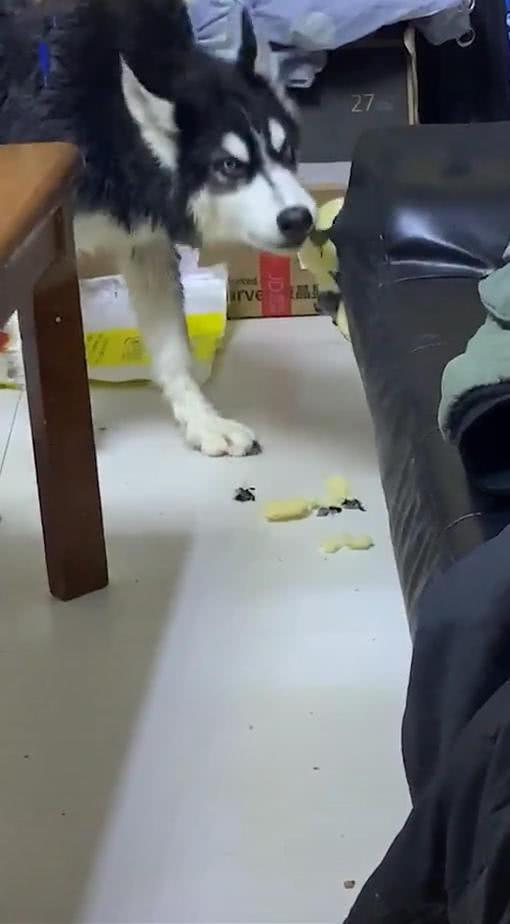 哈士奇報復主人，當著面拆起真皮沙發，二哈：看你以后敢不敢打我