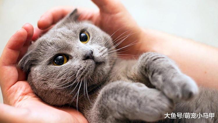 怎样才算养好猫咪，看看有没有这些问题