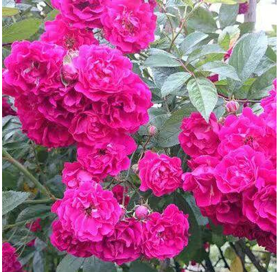 其实甜蜜红木香比桂花还要香，被誉为香水之花