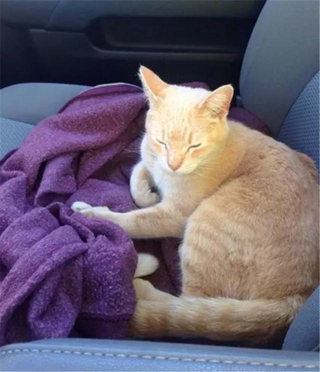 铲屎官为爱猫改装面包车, 特别准备小门与空调, 让破车成猫咪乐园