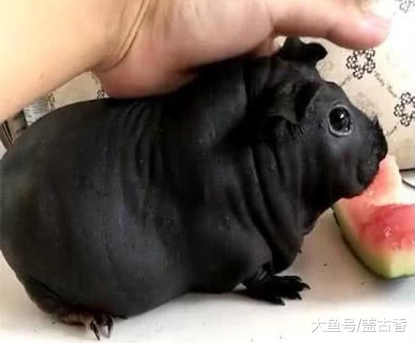 朋友送了只黑色“小狗”，看到后觉得有些怪异，网友：是老鼠吧！