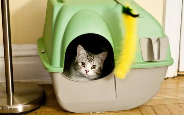 养猫我们日常必需品（用品）有哪些呢？