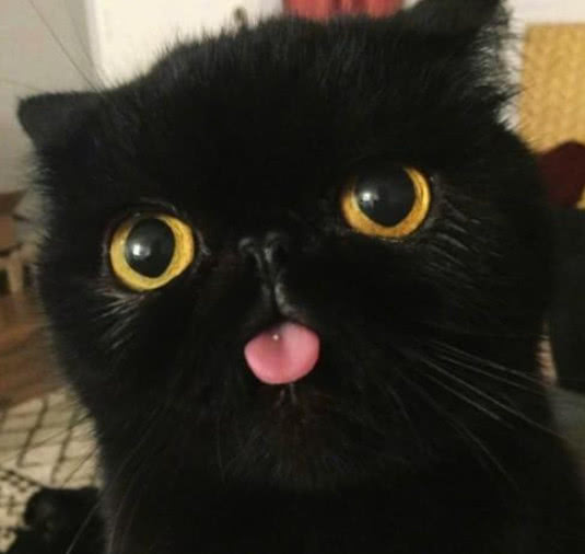 主人抱怨自家猫咪太黑，网友却不信，看到四连拍瞬间沉默