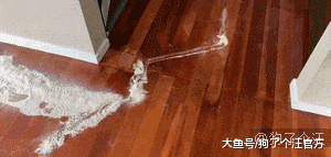 500多块的铁门，就这样被狗子们拆了？