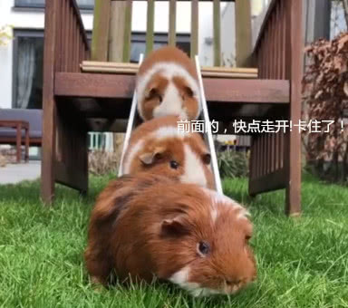 豚鼠排队玩滑梯，打头阵的滑下去后卡位开吃，后面兄弟急疯啦
